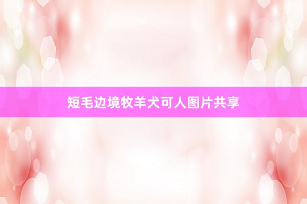 短毛边境牧羊犬可人图片共享